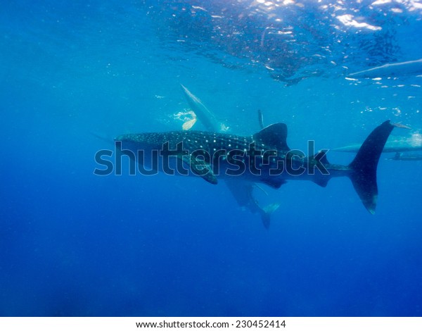 Whale Shark Rhincodon Typus Filter Feeding Stock Photo Edit Now