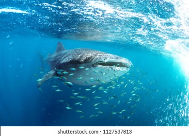 Whale Shark (Rhincodon Typus) And His Little Fish Friends