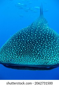 The whale shark (Rhincodon typus) is a slow-moving, filter-feeding carpet shark and the largest known extant fish species.