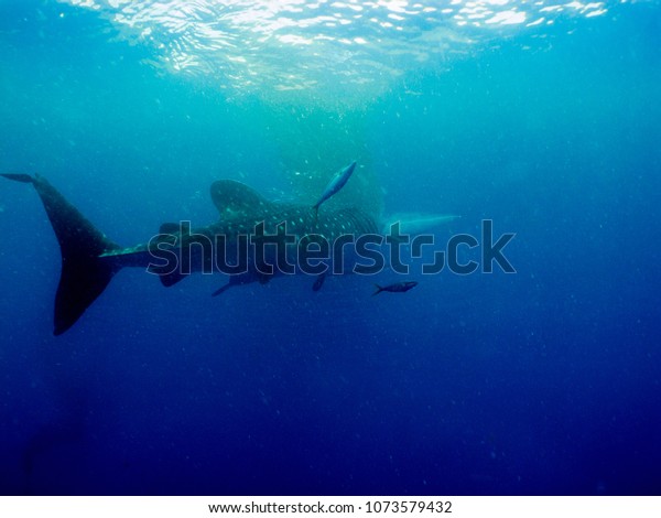 Whale Shark Rhincodon Typus Slowmoving Filter Stock Photo Edit