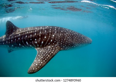 Whale Shark (Rhincodon typus) Swimming Right beneath the Surface. Tofo, Mozambique