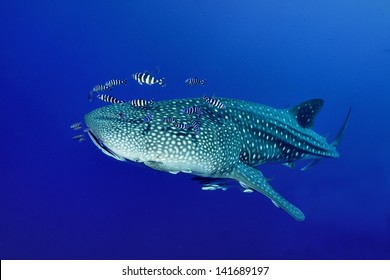 Whale Shark (Rhincodon Typus) Swimming  In The Blue Ocean