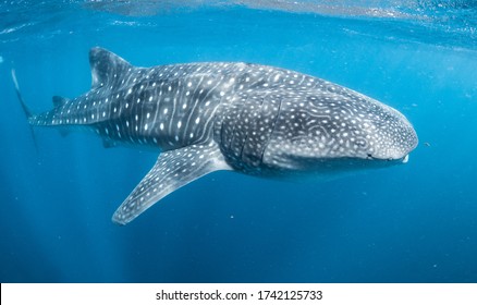Whale shark in rough weather, swimming through waves, Ningaloo Reef, Western Australia