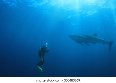 Whale Shark And Scuba Diver