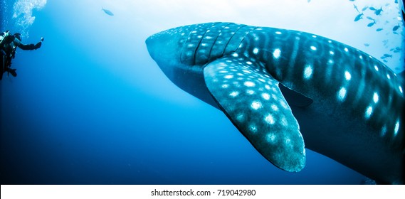 Requin Baleine Images Stock Photos Vectors Shutterstock