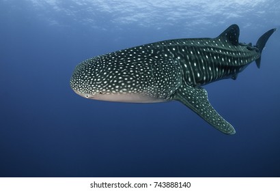 Whale Shark, Sea Of Cortes, Mexico.