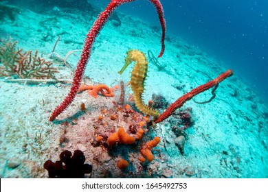 Whale Shark Seahorse Coral Reef Underwater Life