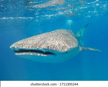 Whale Shark In Shallow Clear Water Of Mozambique Channel 