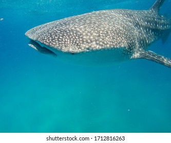 Whale Shark In Shallow Clear Water Of Mozambique Channel 