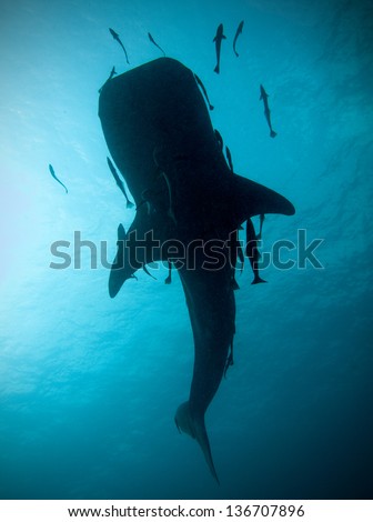 Whale shark silhouette, Koh Tao, Thailand.
