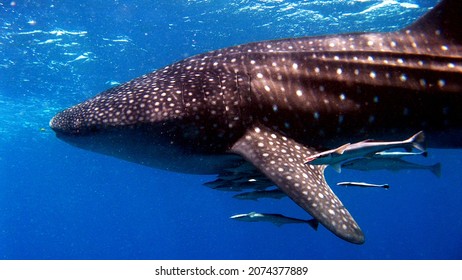 The whale shark is a slow-moving, filter-feeding carpet shark and the largest known extant fish species