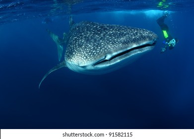 Whale shark & snorkeller Rhincodon typus Seychelles