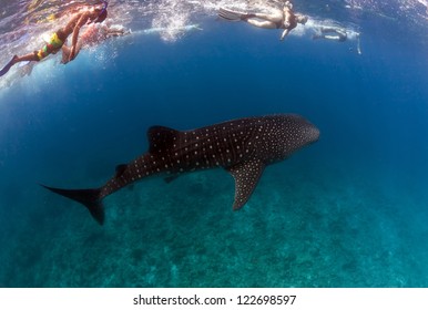 Whale Shark Spotting Snorkeling In Maldives Clear Water