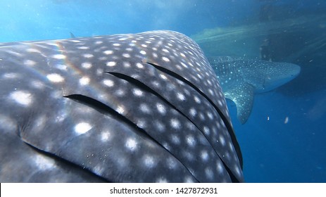 Whale Shark swimming footage in Cenderawasih Bay, West Papua, Indonesia. Close up of Whale Shark gills with another one in the background.