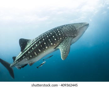 Whale Shark Very Near Looking You Stock Photo (Edit Now) 485405227 ...