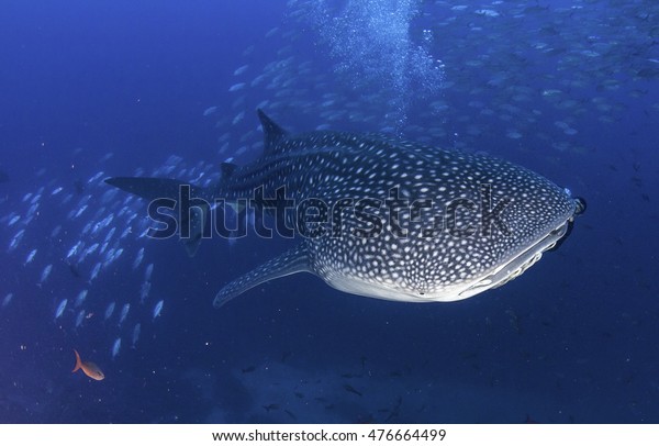 Whale Shark Swimming Through School Bait Stock Photo Edit Now