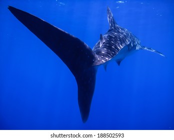 Whale Shark Tail Fin Close Encounter