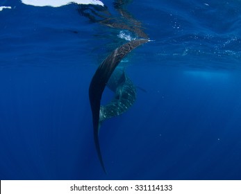 Whale Shark Tail, Isla Mujeres Mexico