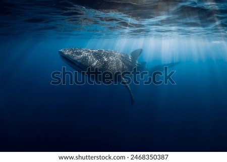 Whale shark in transparent blue ocean. Giant fish swimming in open sea near Sumbawa