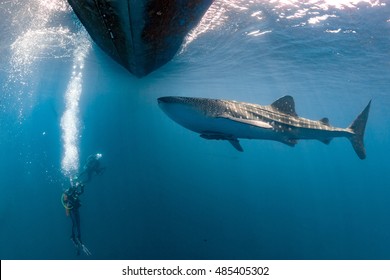 Whale Shark Underwater Approaching A Scuba Diver In The Deep Blue Sea Seems To Attack But It Is Inoffensive