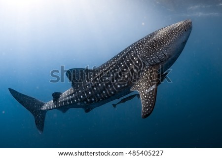 Whale Shark very near looking at you underwater in Papua it does not attack humans 