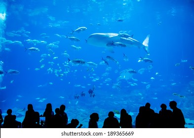 whale sharks swimming in aquarium with people observing - Shutterstock ID 189365669