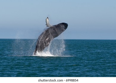 Whale Show Near Husavik City In Iceland.