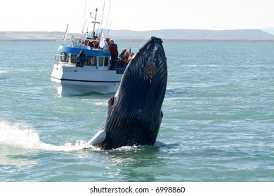 Whale Show Near Husavik City In Iceland.