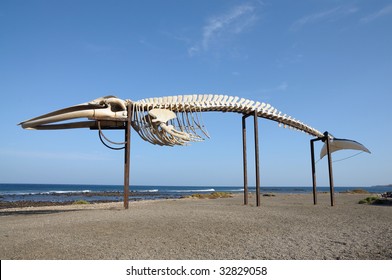 Whale skeleton in Caleta de Fuste, Fuerteventura Spain