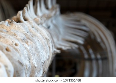 whale skeleton close up detail