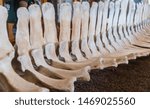 Whale skeleton displayed in museum in Galapagos Islands. White bone structure of giant mammal, with spine and skull. Shot in Isabela island. Nature, wildlife, death concepts.