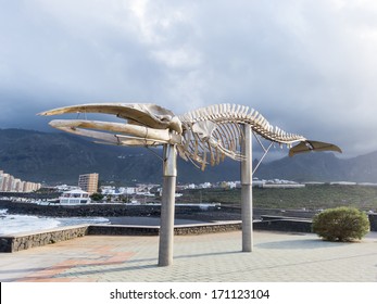 Whale skeleton on Canary Island, tenerife