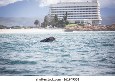 Whale Spotting In Plettenberg Bay