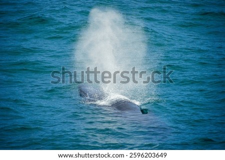Whale spouting before submerging off the Svalbard Islands of Norway