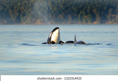 Whale Spyhopping. Pod Of Orca Killer Whales Swimming In Blue Ocean, Victoria, Canada