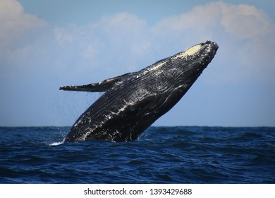 whale swimming and jumping in the pacific ocean