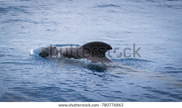 Whale Swimming Near Shore Tenerife Island Stock Photo Edit Now