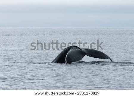 a whale is swimming on the Arctic Ocean. You can see the tail