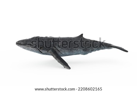whale swimming on white background