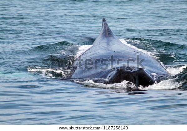Whale Swimming Panama Stock Photo Edit Now 1187258140