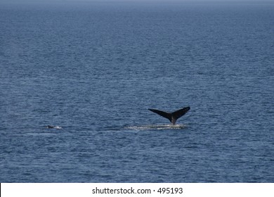 Whale tail