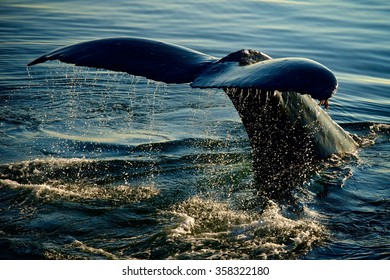 Whale Tail In Alaska