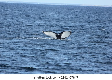 Whale Tail At Cape Cod Waters, USA