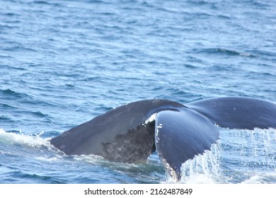 Whale Tail At Cape Cod Waters, USA