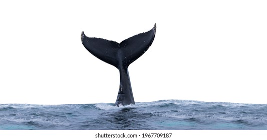 Whale tail coming out of the ocean water isolated on white background