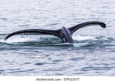 Whale Tail. Glacier Bay National Park. Alaska. 