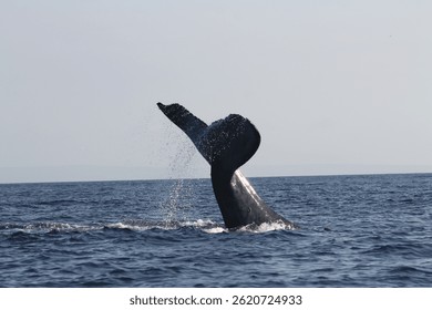 A whale tail splashes through the ocean near Maui, Hawaii, sending water spraying into the air. A powerful marine moment perfect for travel, wildlife, and ocean conservation visuals.