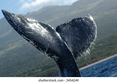 whale tale