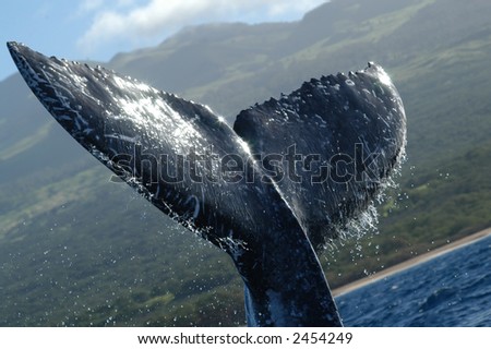 whale tale