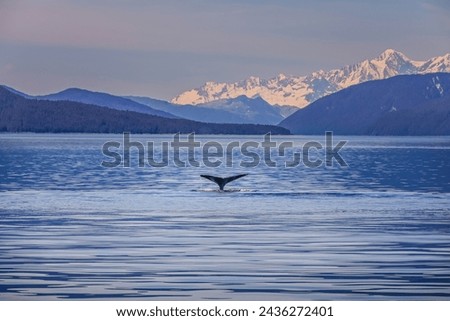 A whale tale in the water of a gorgeous scenic landscape in Alaska